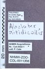 Etikett zu Abelater nitidicollis ( (Fleutiaux, 1916)